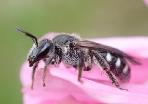 Réf. 320 559 : Lasioglossum sexnotatum